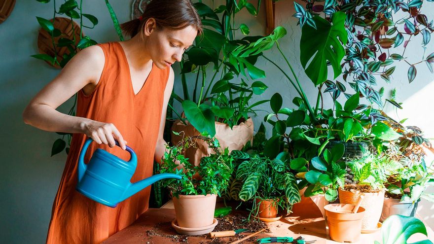 Aluminio en las ramas de las macetas: el gesto que más gente copia ahora en otoño con las plantas de casa