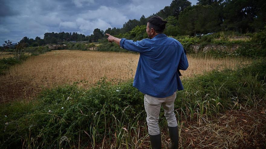 Uno de los productores ibicencos que practica una agricultura ecológica en la isla. | APAEEF