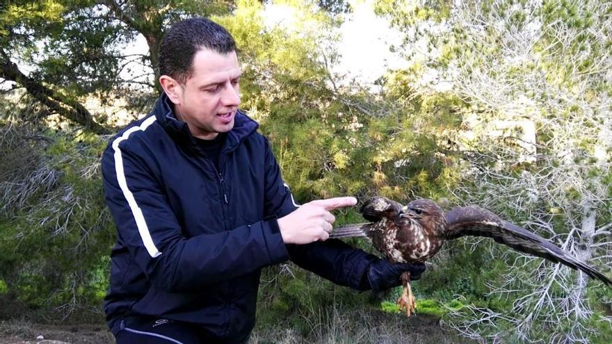 Un policía local de Bigastro rescata un águila herida de un disparo