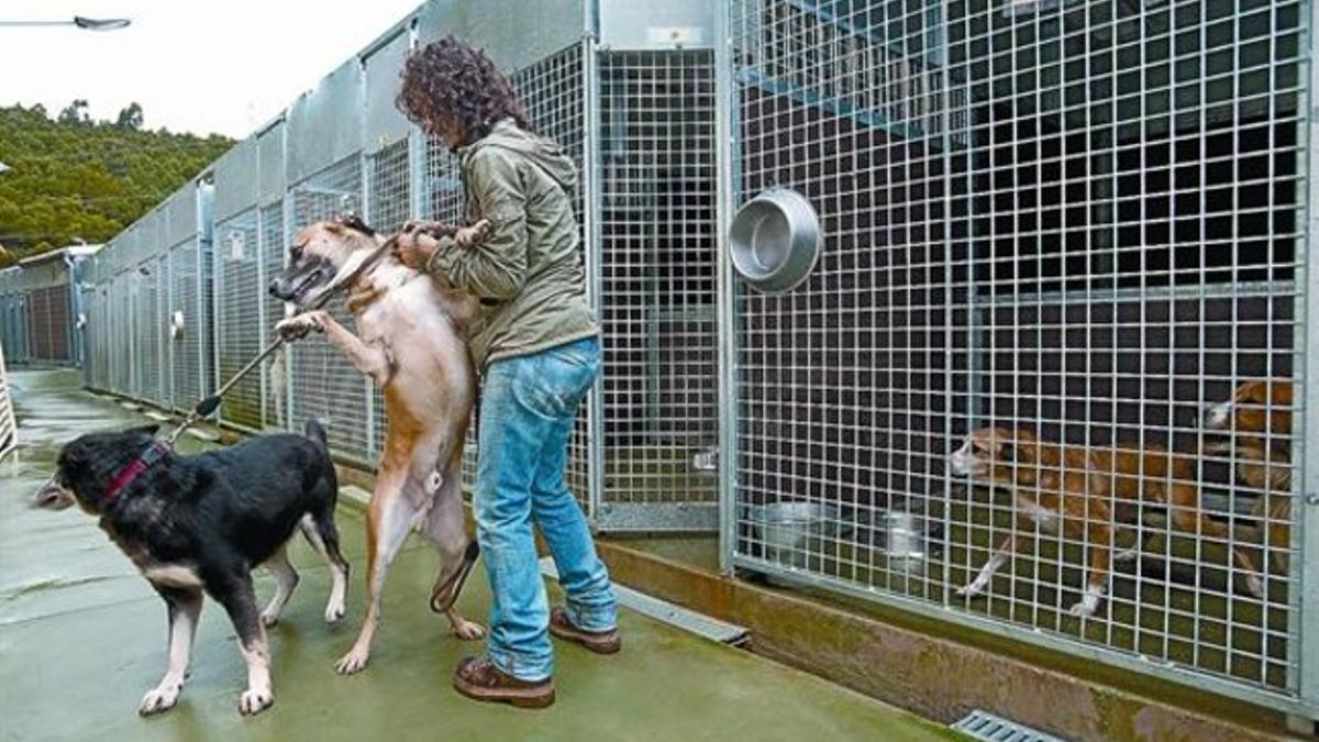 Acogida 8 Una cuidadora sujeta a dos perros en las instalaciones de la perrera de Collserola, en Barcelona, el pasado viernes.