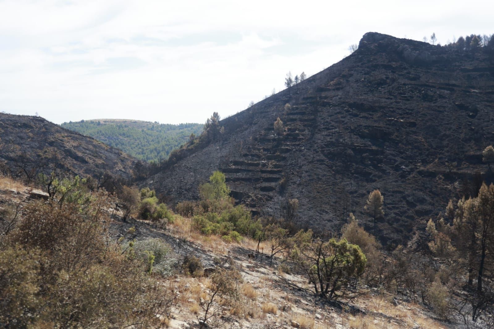 Las consecuencias del incendio de Bejís en Teresa