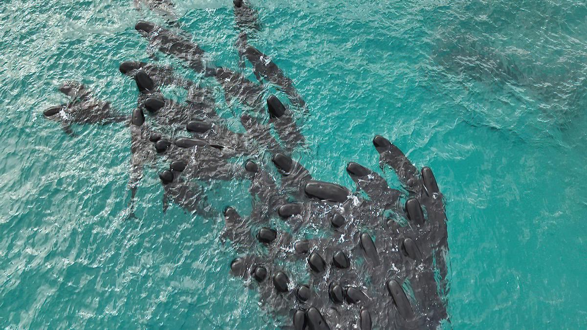 Mueren 51 ballenas piloto tras quedarse varadas en una playa del suroeste de Australia
