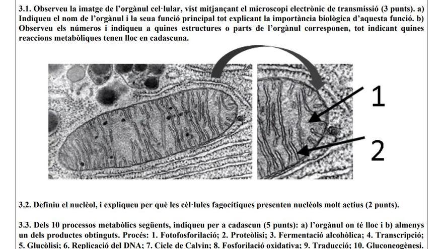 Este ha sido el examen de Biología en la Selectividad