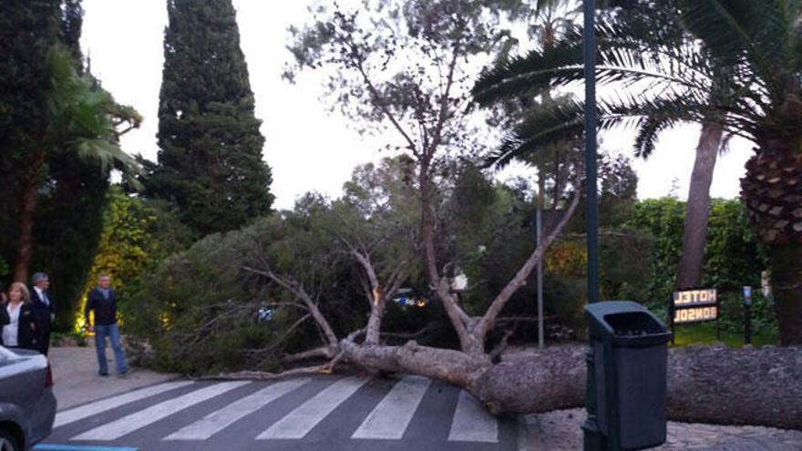 Un pino de 30 metros se desploma en Illetes