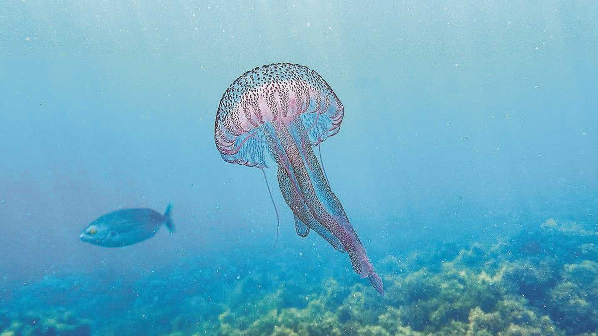 Pelagia noctiluca, molt abundant i una de les perilloses.