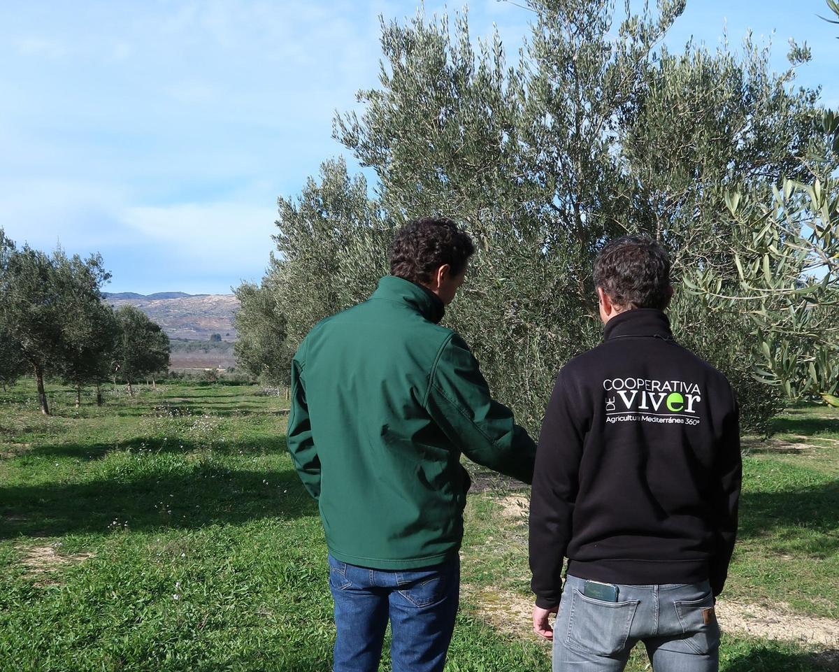 Técnicos de Go Viver, en una explotación de olivos.