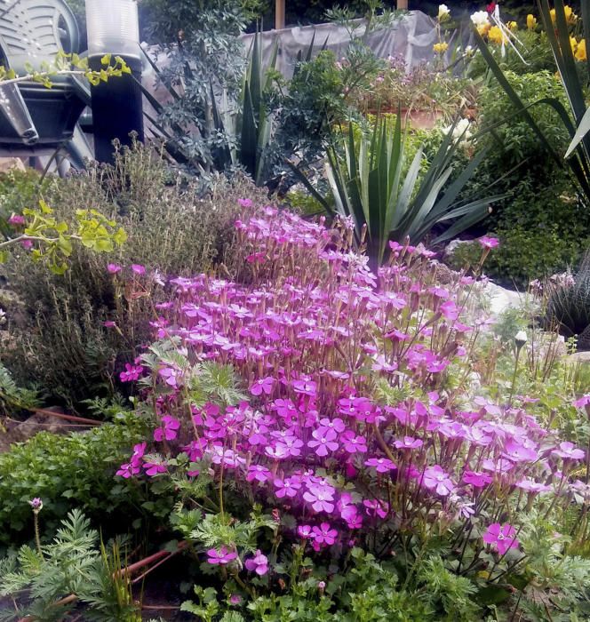 Les plantes i les flors del jardí.