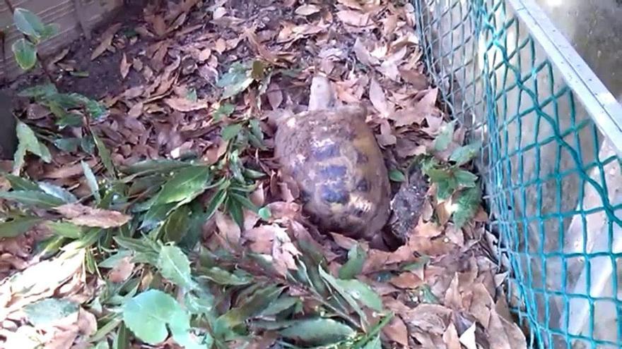 Un video capta el rècord d’enguany quan la tortuga Bonica surt del cau a Banyoles