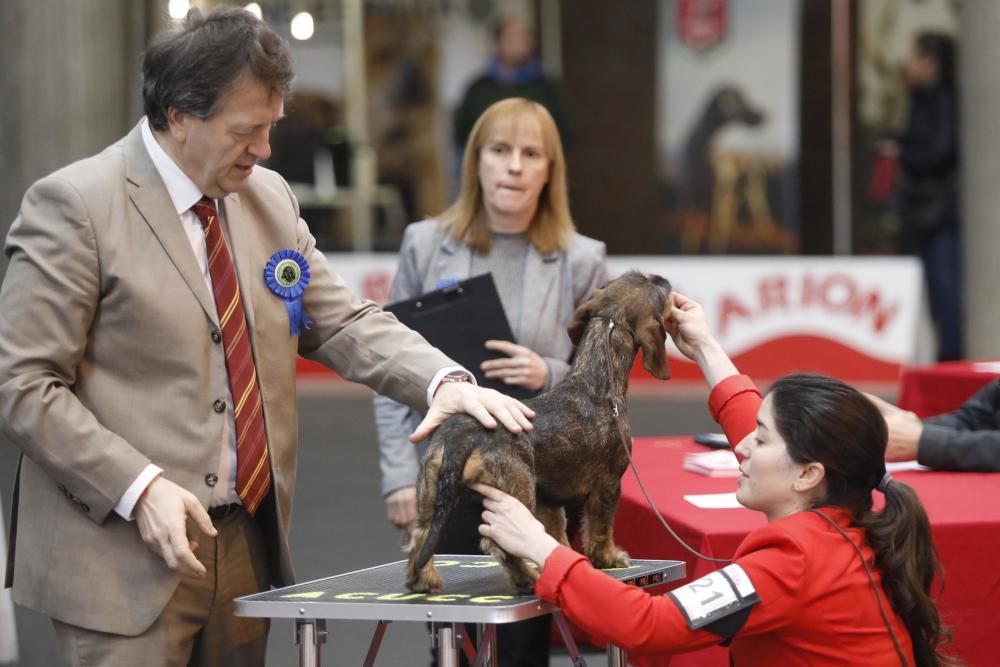 Expocanina 2018