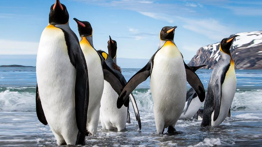 El derretimiento del hielo mató el 20% de las crías de pingüino emperador en 2023