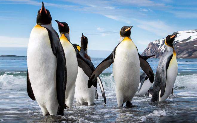 Las poblaciones de pingüino emperador, en peligro
