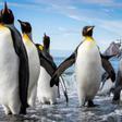 Las poblaciones de pingüino emperador, en peligro