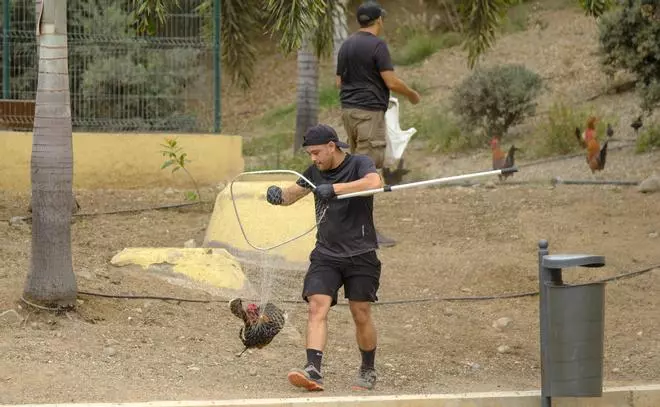 El Ayuntamiento retira los gallos de La Paterna tras varias quejas vecinales y antes de aplicar la desratización
