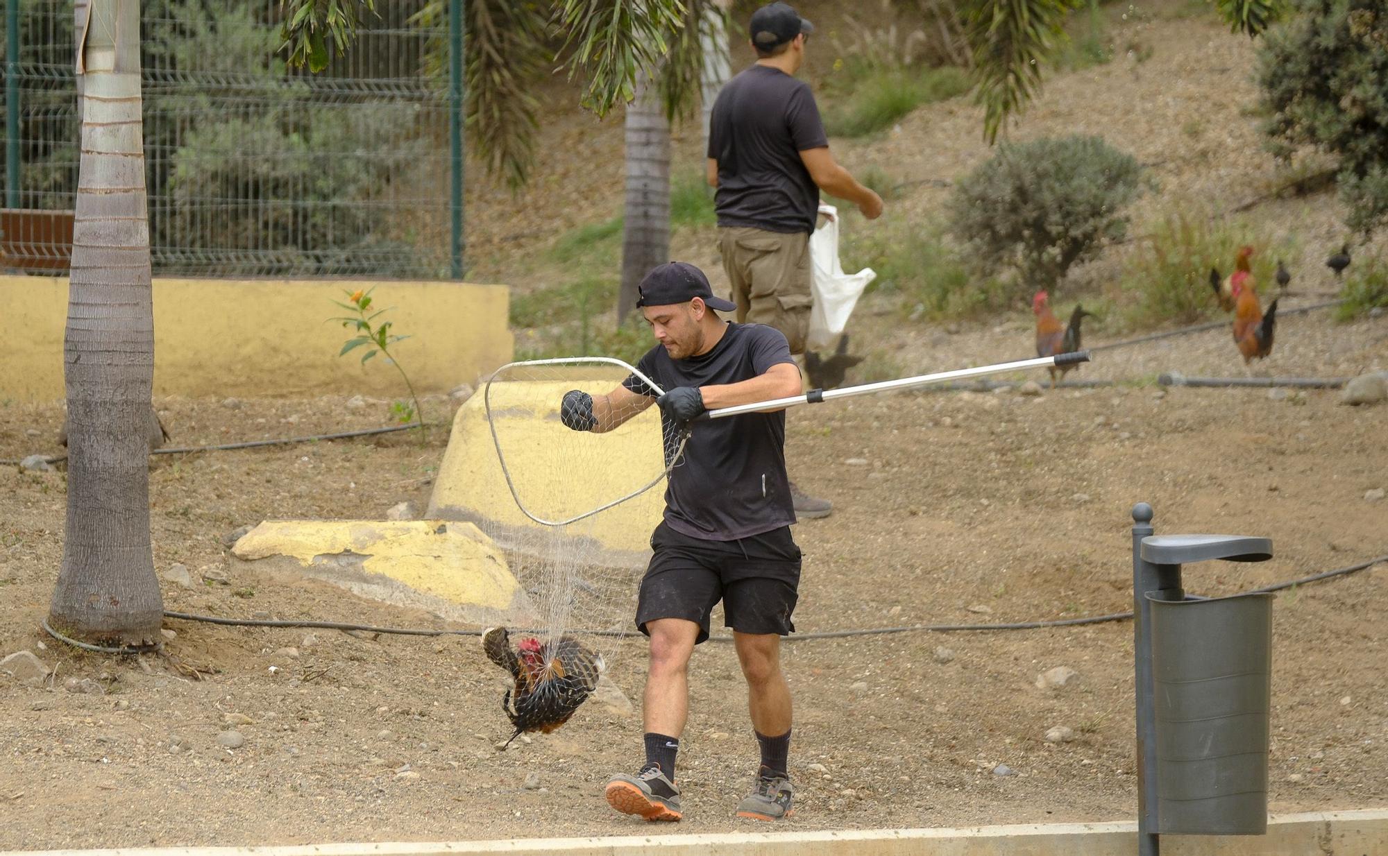 El Ayuntamiento retira los gallos de La Paterna tras varias quejas vecinales y antes de aplicar la desratización