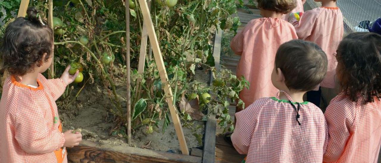 Varios niños comprueban el crecimiento de las tomateras. | E. P.