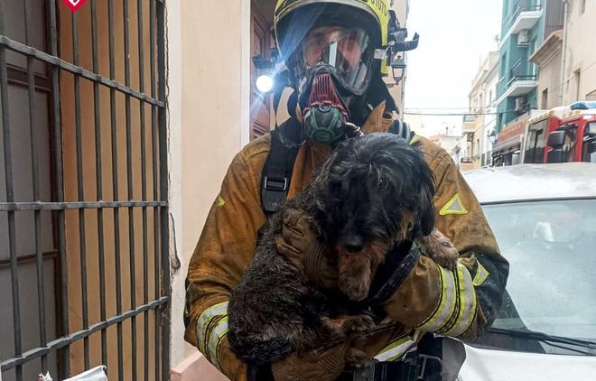 El perro salvado por los bomberos y la destrucción del incendio en Dénia (imágenes)