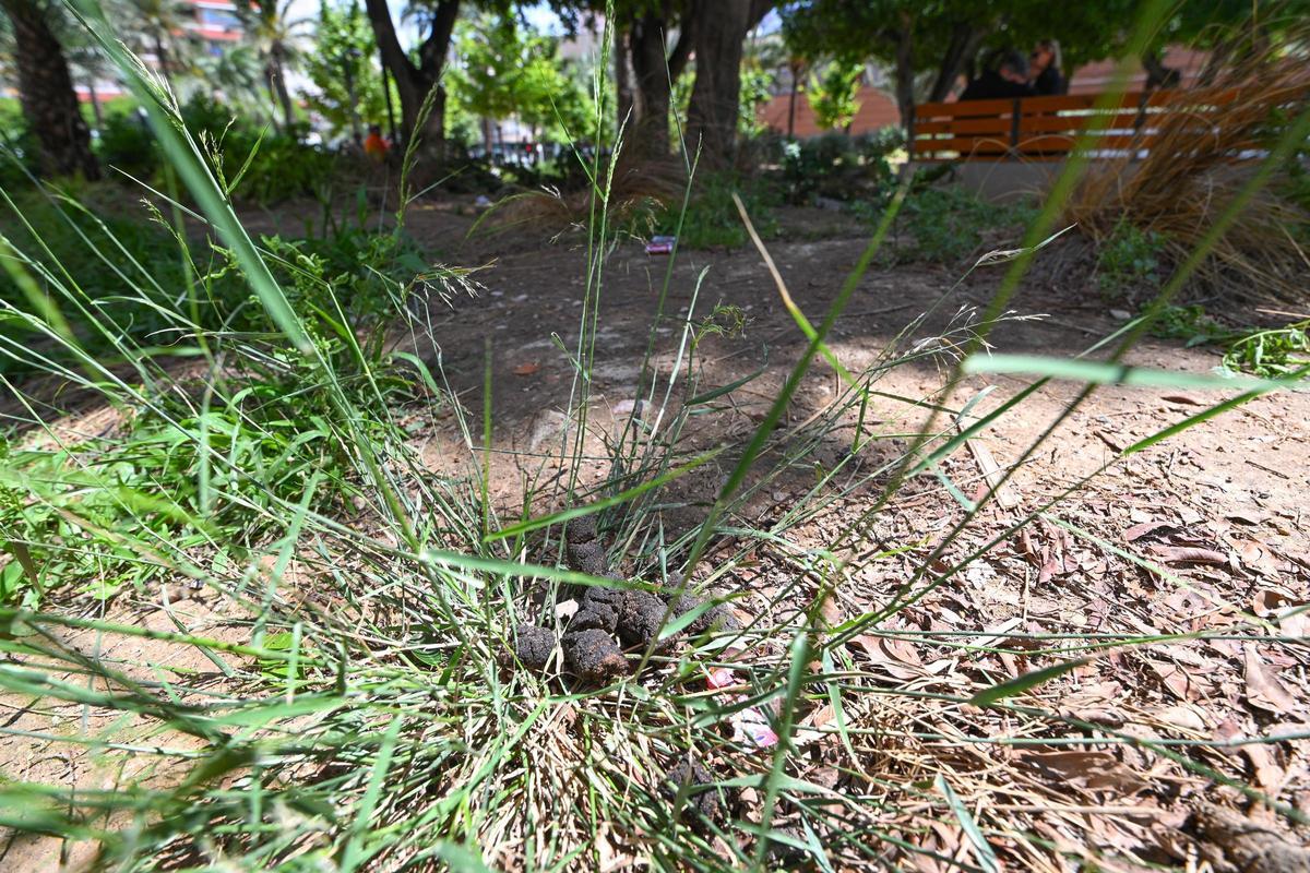Maleza junto a excrementos en el Jardín de la Concordia