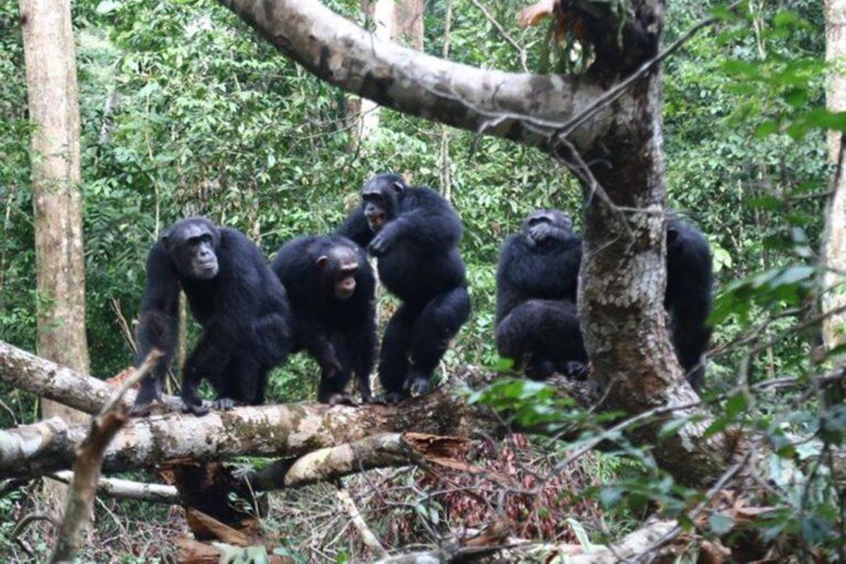 Los chimpancés dan la vida por sus hermanos