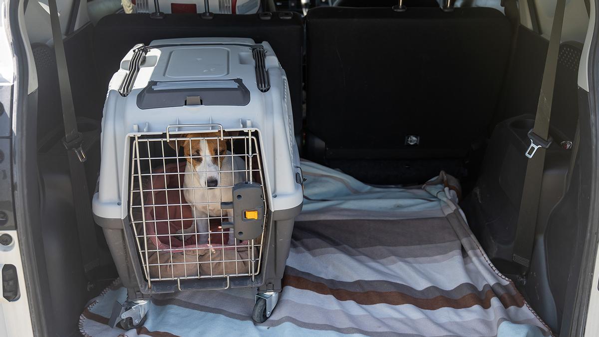 Cambios para llevar en coche a nuestro perro por la 'controvertida ley': adiós al maletero con sanciones fuertes tras la norma del Reglamento General de Circulación