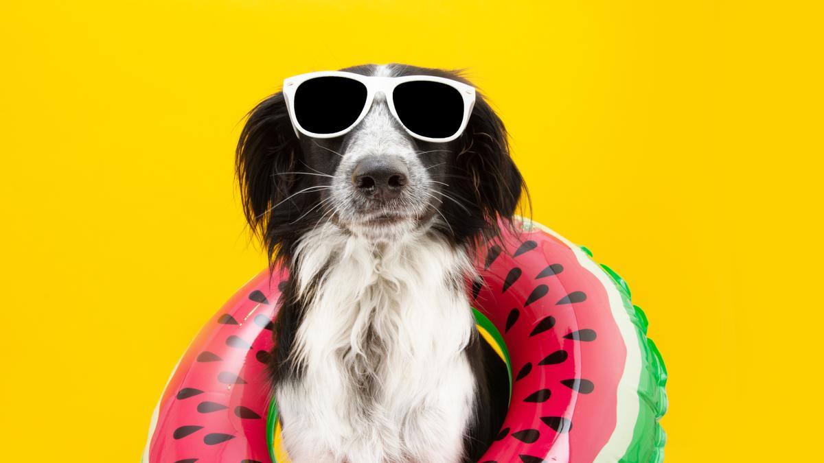 Quieres llevar a tu perro de vacaciones? Sigue estos consejos y evita  sorpresas