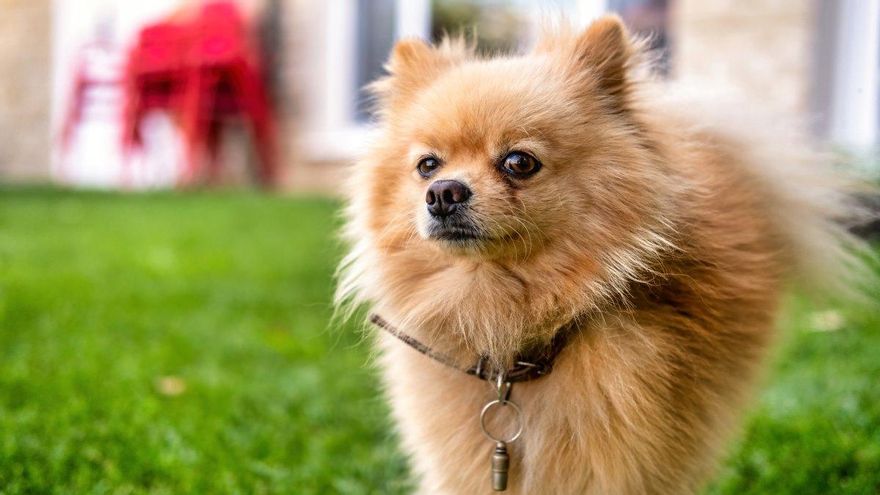 Una veterinaria explica cuáles son las cinco razas de perro que «nunca tendría»