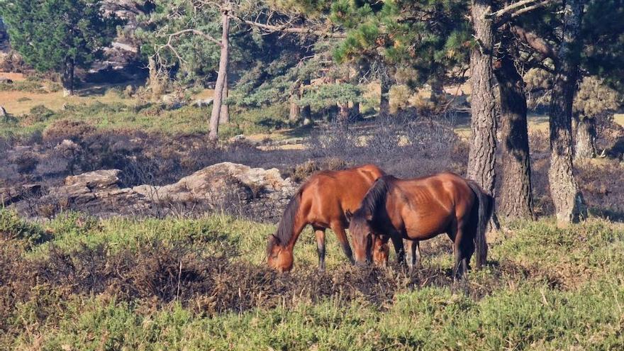 La ola de incendios podría haber acabado con 40.000 animales en Galicia