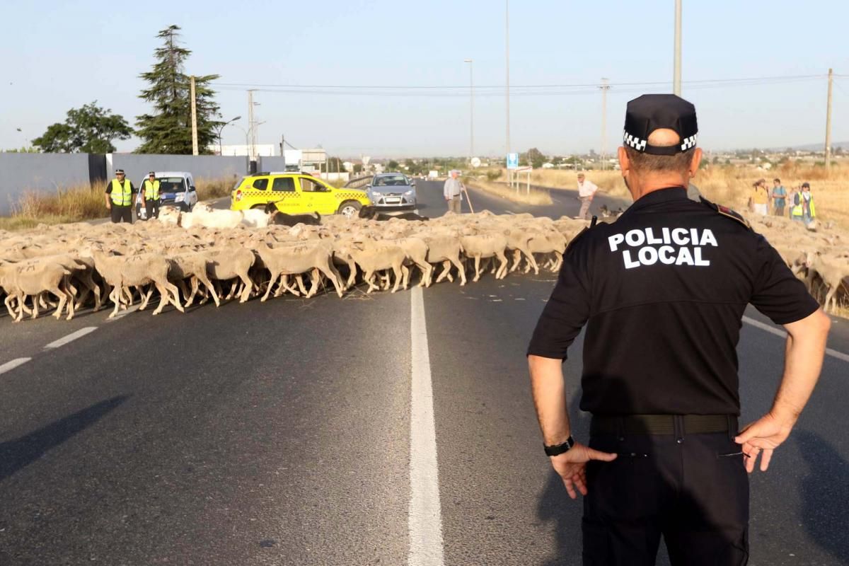 Las ovejas, a su paso por Córdoba