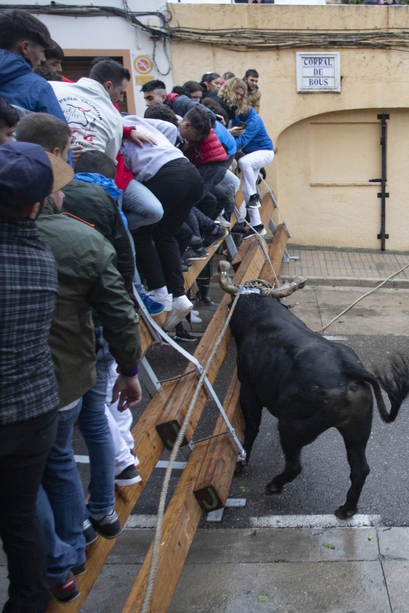 El "Bou en corda" vuelve al Pont Vell de Ontinyent