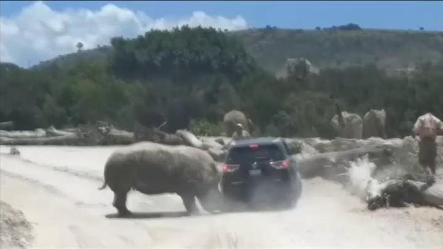Un rinoceronte causa el pánico de una familia en un safari en México