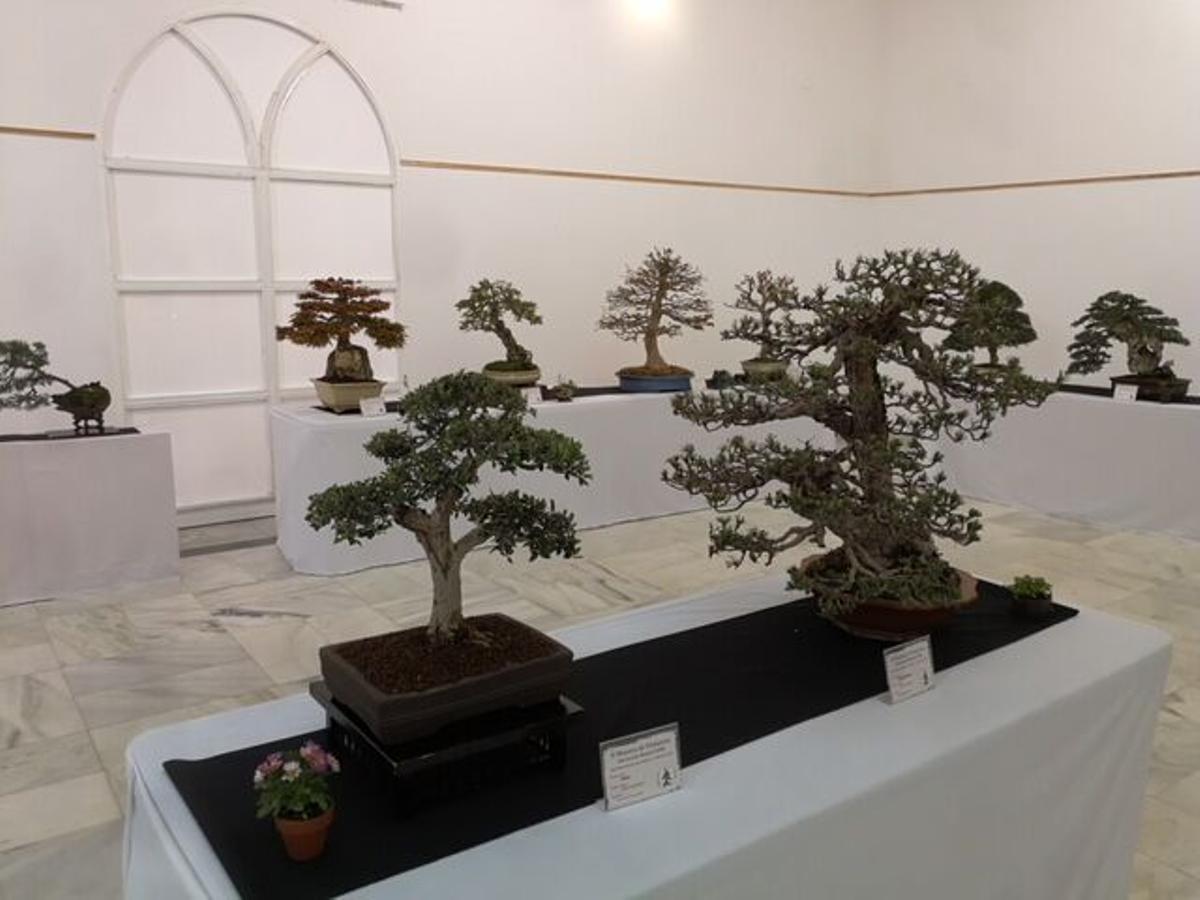 Jardín Botánico). La delegada de IMGEMA, Amparo Pernichi, inaugura la II Muestra de primavera de Bonsái