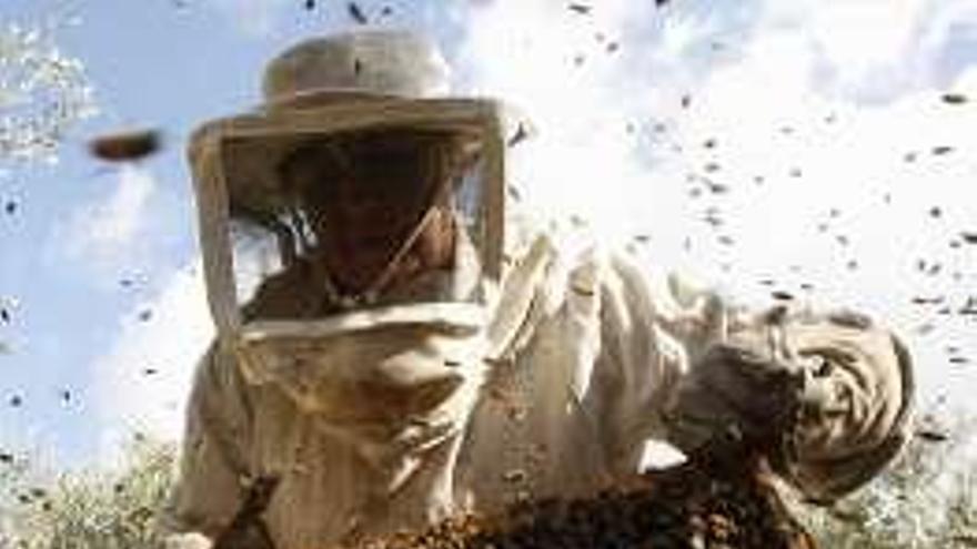 Apicultores alertan de pesticidas ilegales en el maíz tras la caída del 56% de colmenas