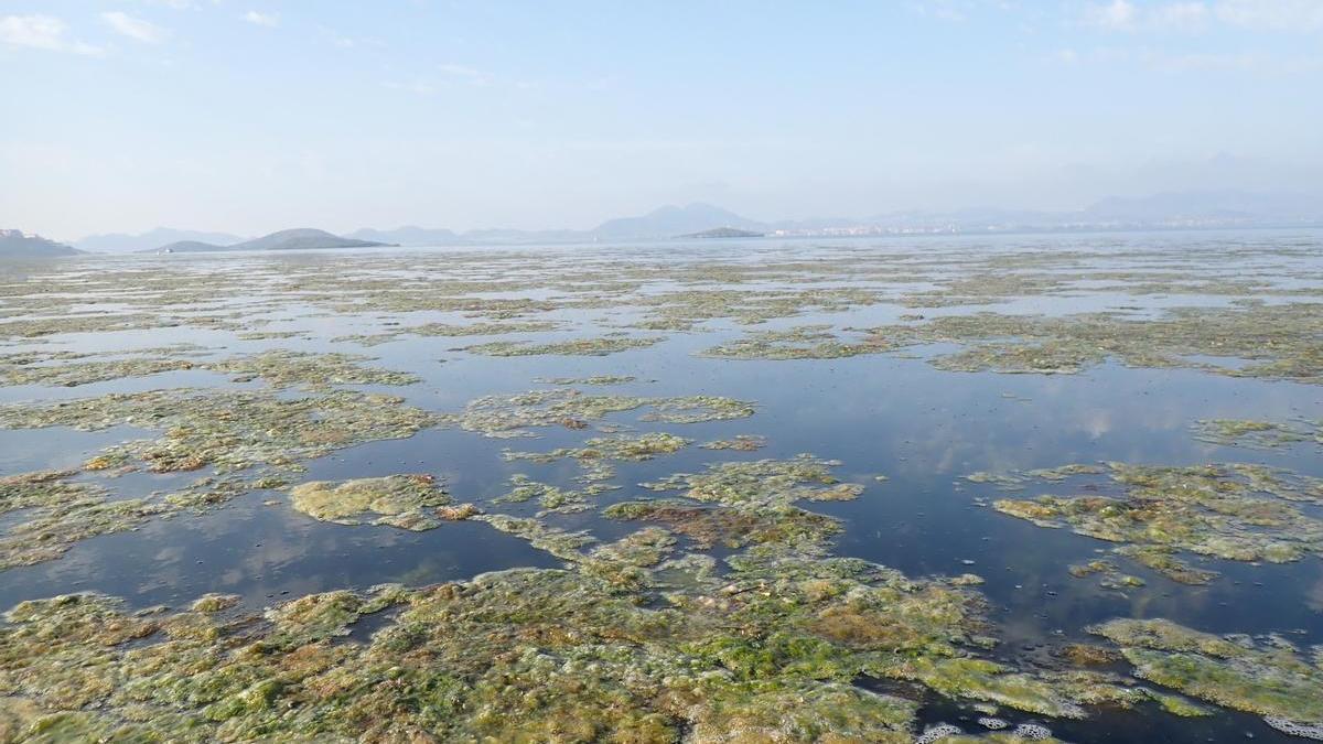 Proliferación de algas por toda la costa del Mar Menor.