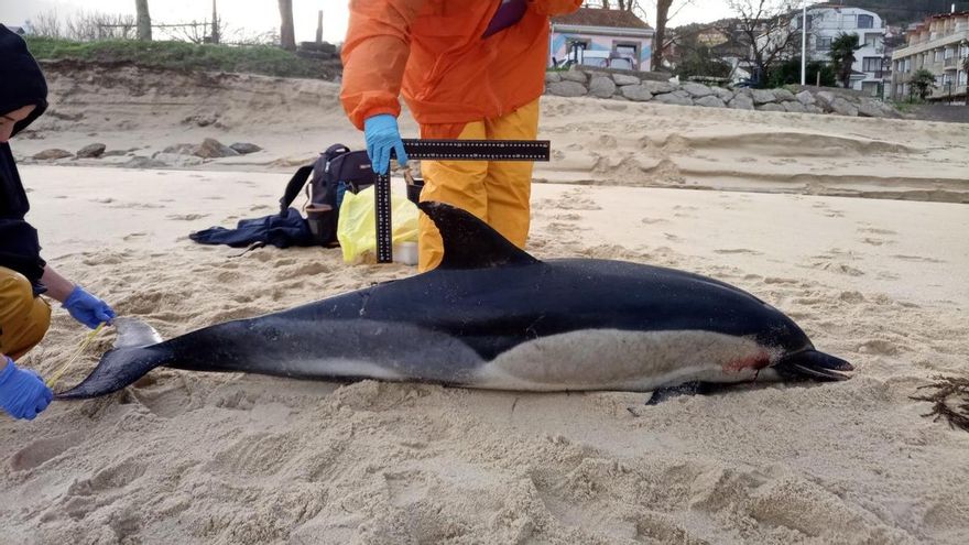 Los varamientos en la costa vuelven a marcar récord en 2024: casi dos al día