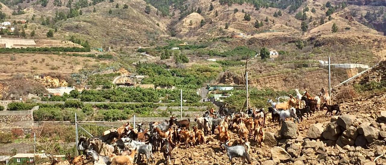 Vidas rotas en Todoque, un barrio de La Palma sepultado bajo la lava