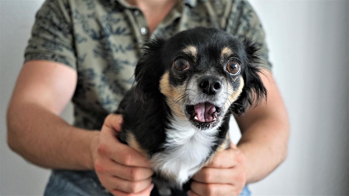 TRUCOS PERROS | Mi perro tiene miedo a las tormentas