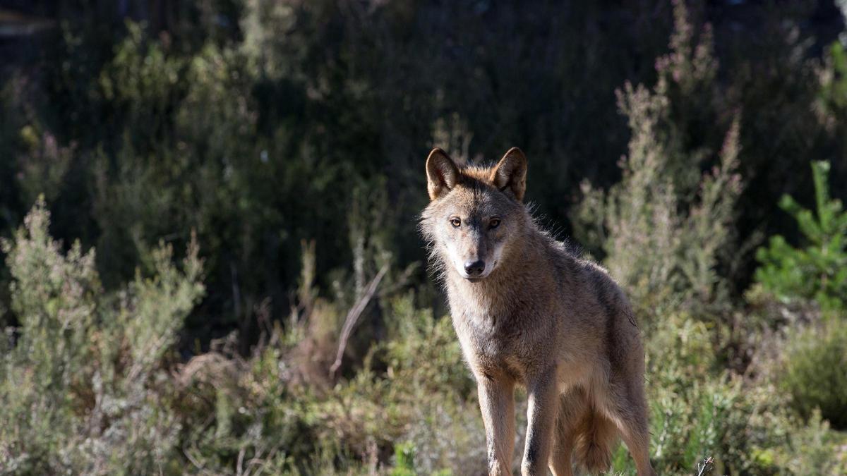 Un ejemplar de lobo ibérico en Galicia