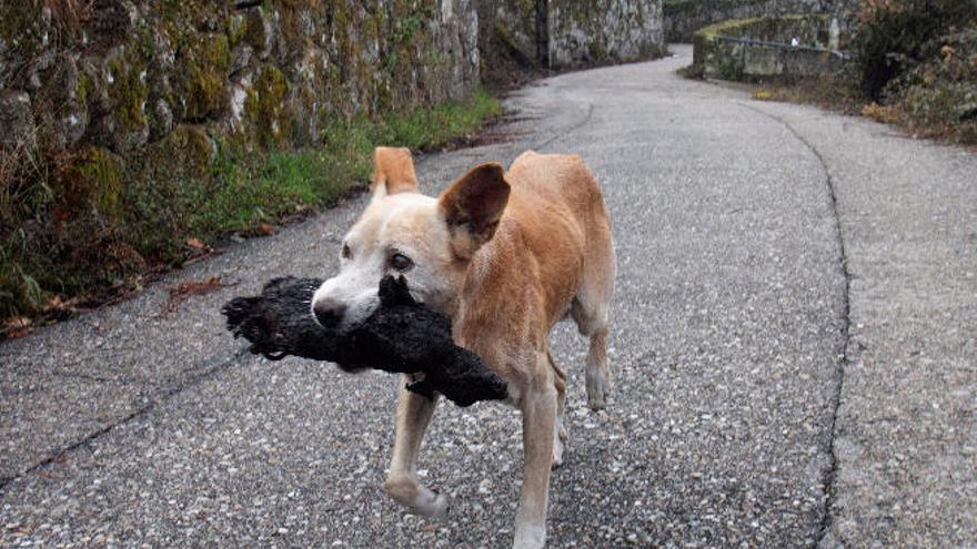 Una perra lleva en su hocico el cadáver de su cría calcinado en el incendio forestal producido de una aldea de Galicia.