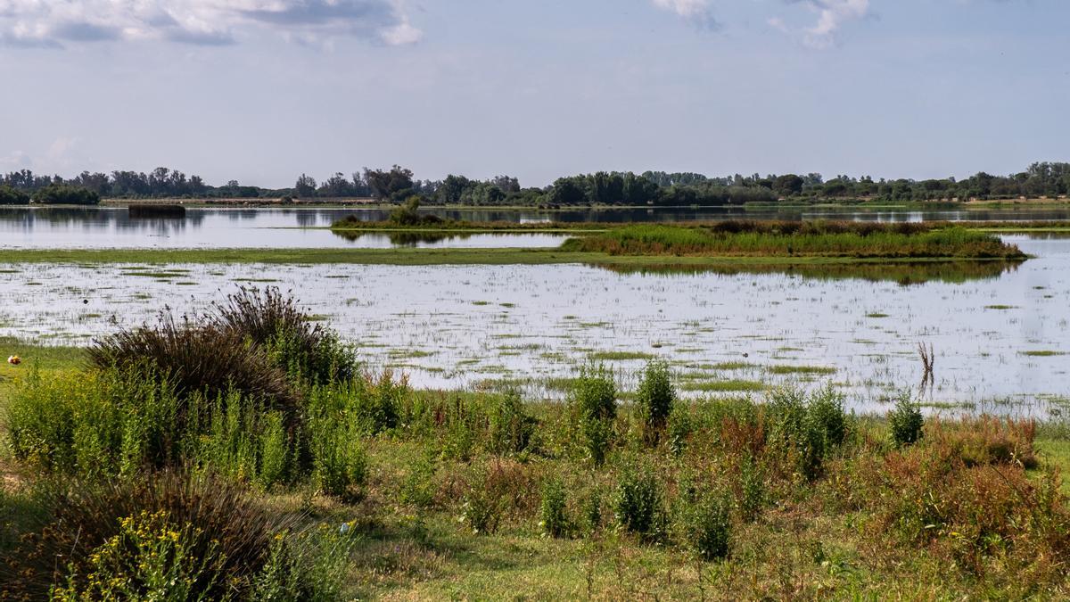 Acuífero de Doñana empeora y  9 de sus 16 zonas están en estado de &quot;alarma&quot;, según la CHG