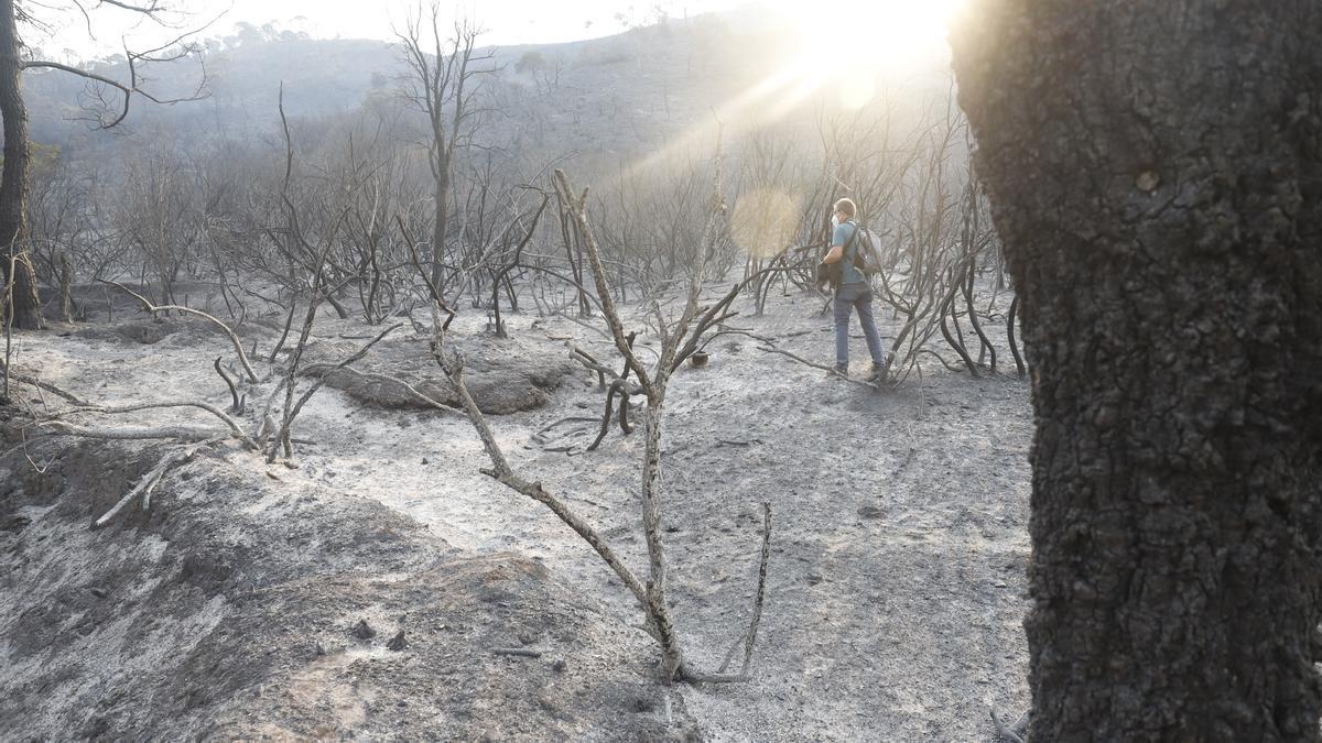 Un incendio en Sierra Bermeja provoca el desalojo de un millar personas en Estepona, Jubrique y Genalguacil