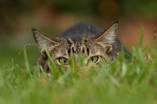 «Los gatos pueden llegar a cazar 70 especies de animales silvestres»