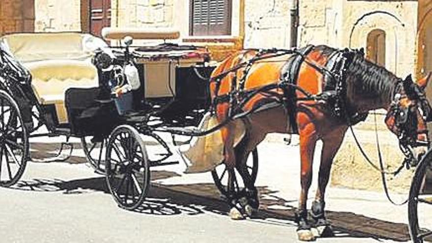 Alcúdia prohíbe que circulen las galeras en días de calor extremo