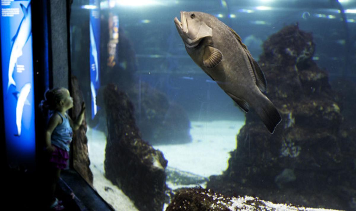 L’Aquàrium de Barcelona és un dels deu llocs més visitats a la ciutat