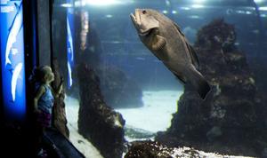 L’Aquàrium de Barcelona és un dels deu llocs més visitats a la ciutat