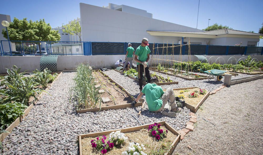 Hort interdisciplinari a l'IES Maltide Salvador de Castelló