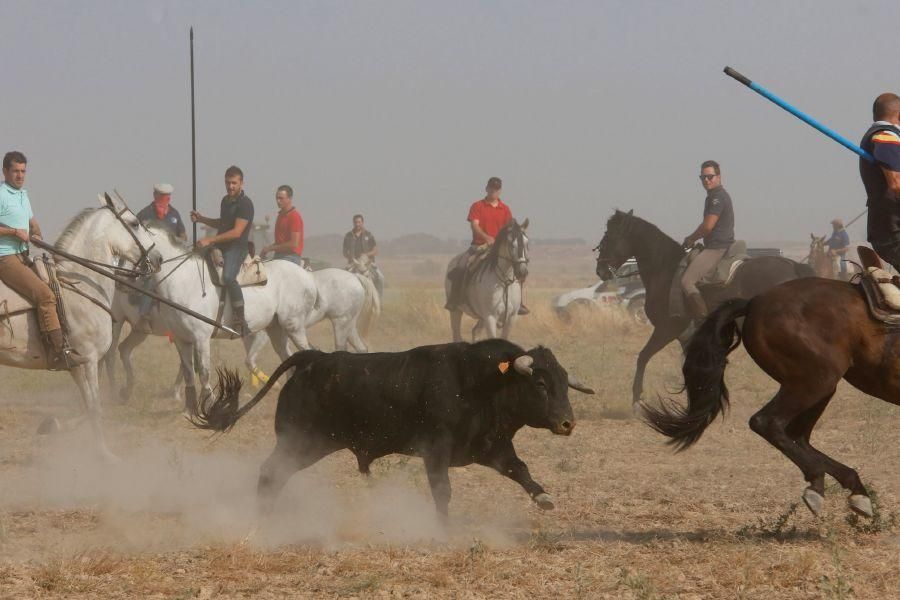 Fiestas en Zamora: Encierro en Villalpando