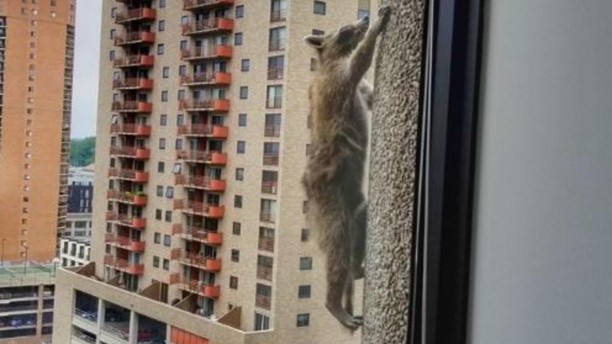 El mapache que subió un rascacielos