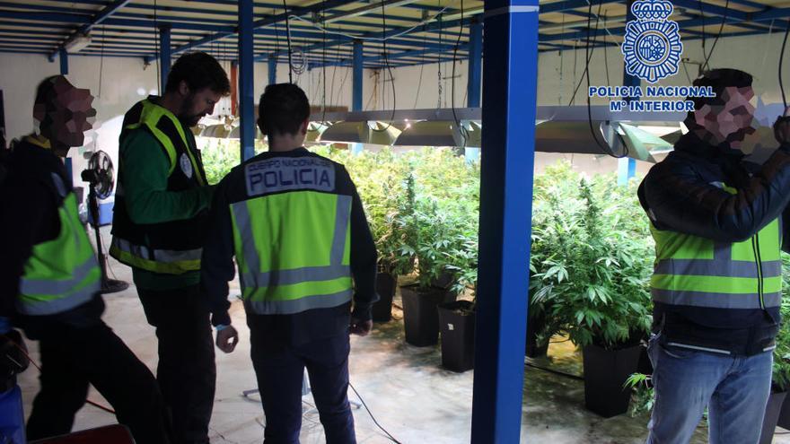 Desmantelan una plantación de marihuana en una nave industrial de Lorquí