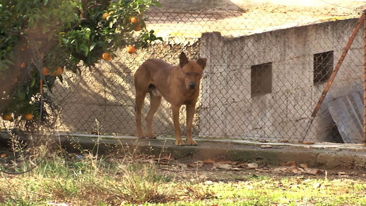 Uno de los perros, en el 
chalé.  À PUNT DIRECTE