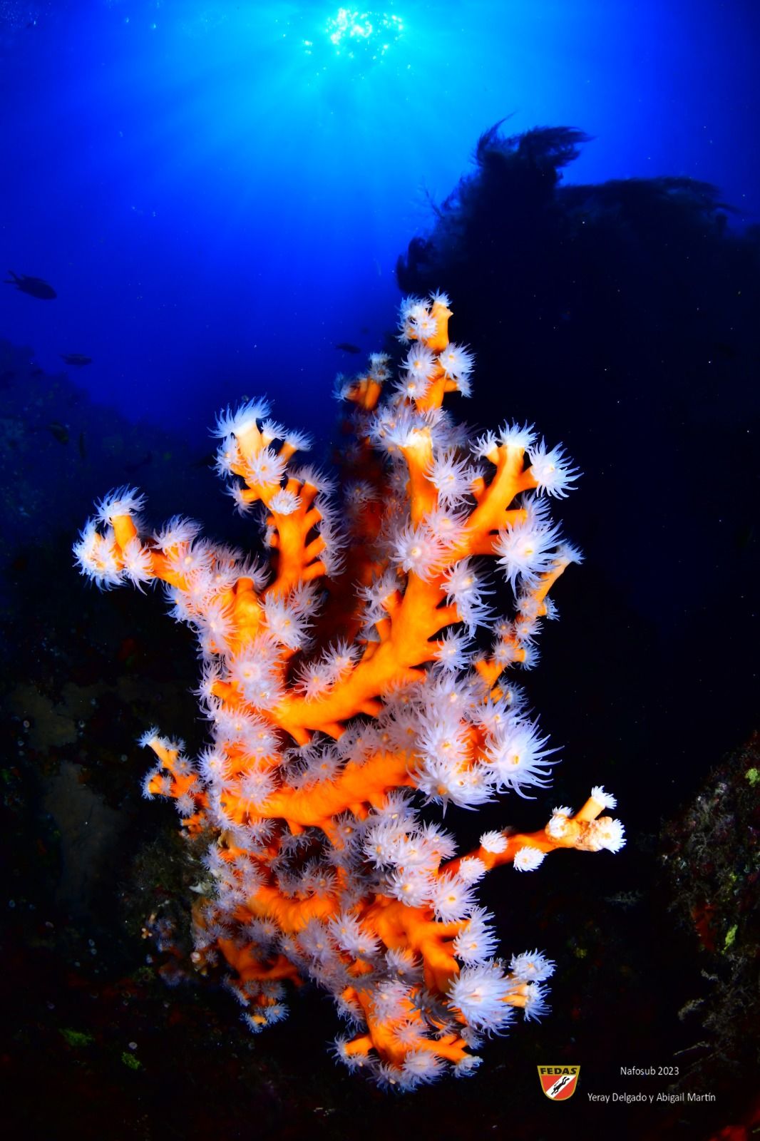 Primer Premio del Campeonato de España de Fotografía Submarina 2023 celebrado en Lanzarote