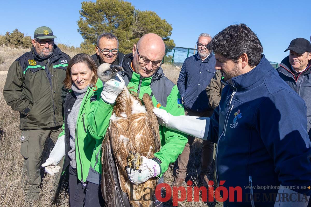 Suelta de dos buitres leonados en la Sierra de Mojantes en Caravaca